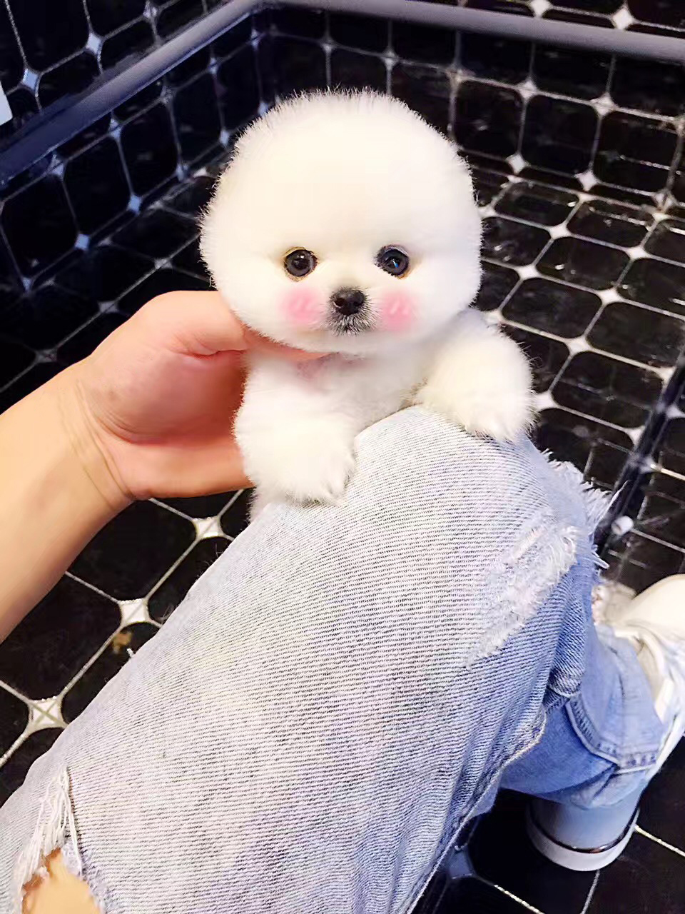 领养博美犬幼犬长不大茶杯犬袖珍家养俊介小型犬宠物训练狗狗活体 Cku犬舍基地直销 淘优券