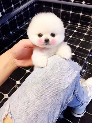 领养博美犬幼犬长不大茶杯犬袖珍家养俊介小型犬宠物训练狗狗活体 虎窝淘