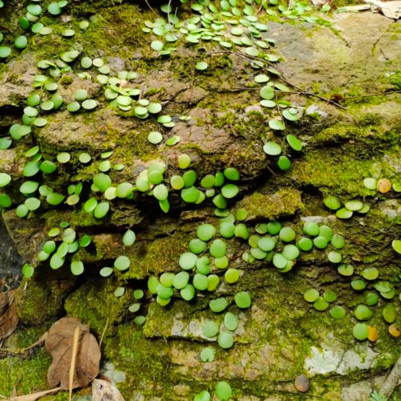 伏石蕨抱树蕨绿植雨林水陆缸假山缸攀爬造景常用常绿叶植物抱石莲 - 图0