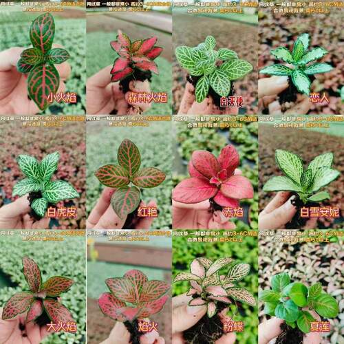 单株网纹草苔藓微景观DIY盆栽水陆缸造盆景室内迷你绿植小型花卉 - 图2