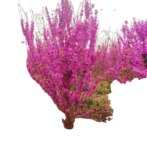 紫荆花树苗大门风景树庭院室外开花耐寒南北方好养工程苗圃易成活 - 图3