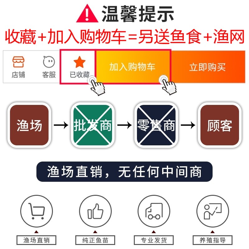 花草金鱼活体小锦鲤淡水冷水观赏鱼苗小红鱼活食龙鱼饲料鱼热带鱼 - 图1