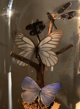 原野谜语｜蝴蝶标本玻璃罩浪漫礼物艺术玻璃罩夜灯摆件手工材料包