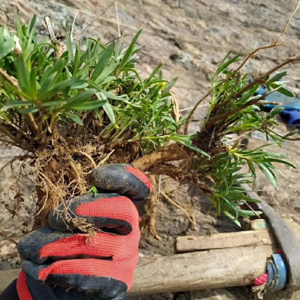 山东新鲜野菜山蚂蚱根山苜楂根新货山菜根山麻楂山珍菜苗包成活-图1