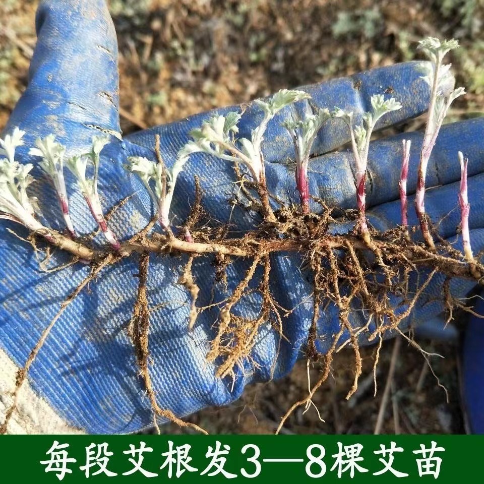 正宗大叶蕲艾艾草苗现挖艾草根盆栽阳台包活艾叶艾蒿种植苗包邮-图1