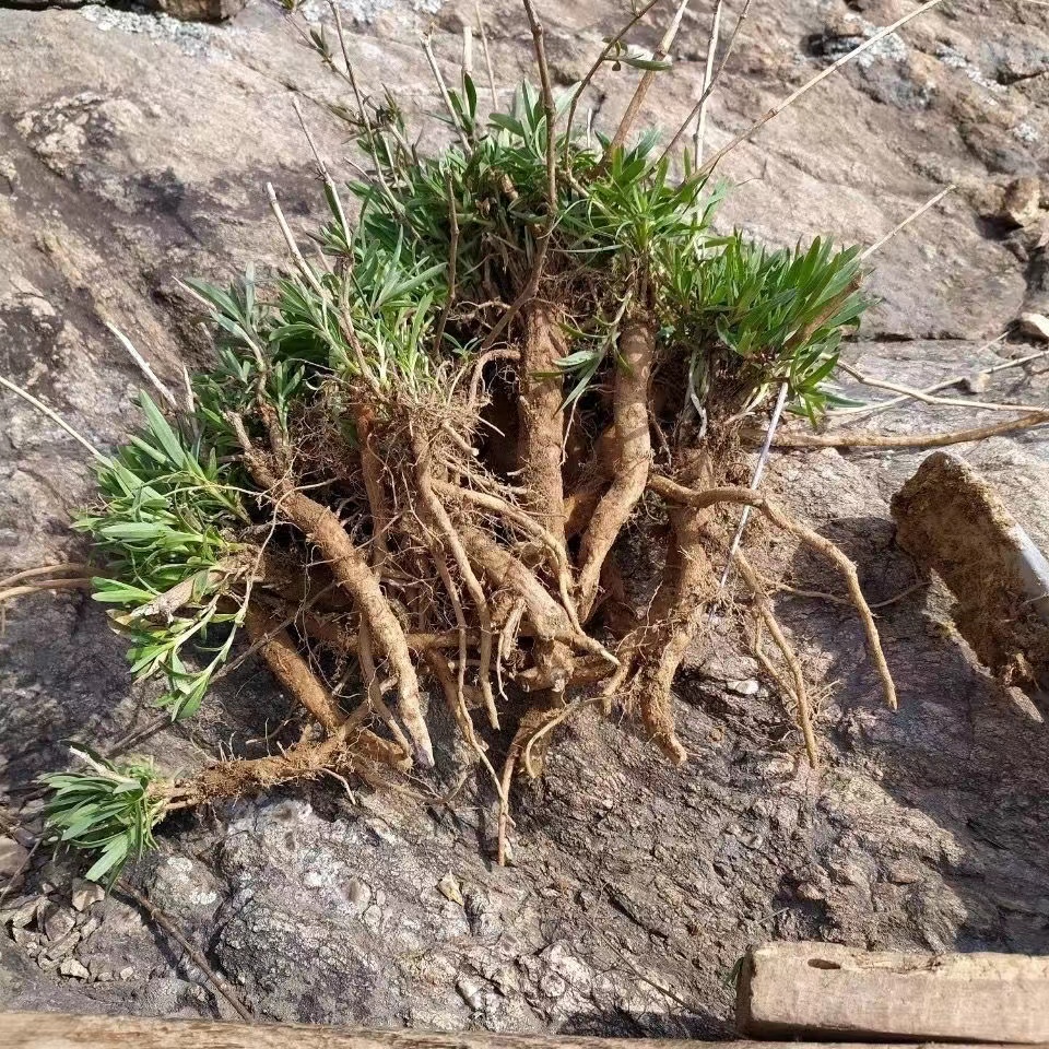 山东新鲜野菜山蚂蚱根山苜楂根新货山菜根山麻楂山珍菜苗包成活-图3