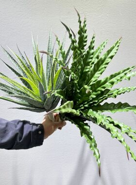 仿真绿植鸟巢蕨龙血树剑麻龙舌兰马尾铁针葵铁树家居橱窗装饰植物
