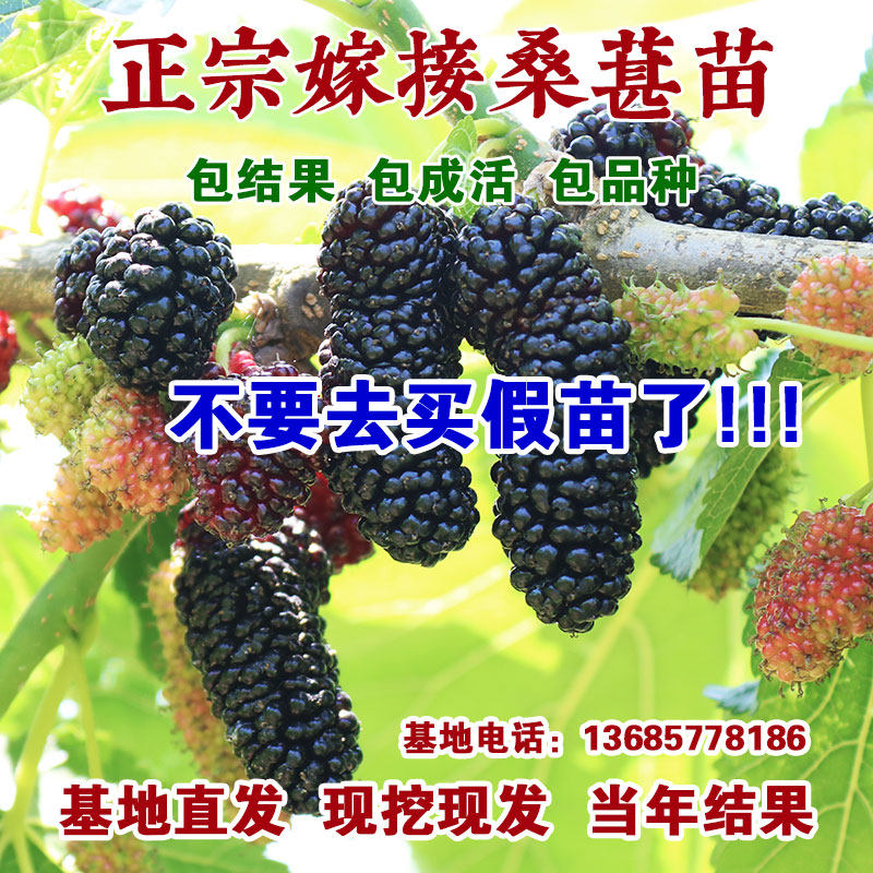 桑葚树苗果桑苗无籽大十桑葚苗嫁接台湾长果四季占地果苗果树盆栽 - 图0