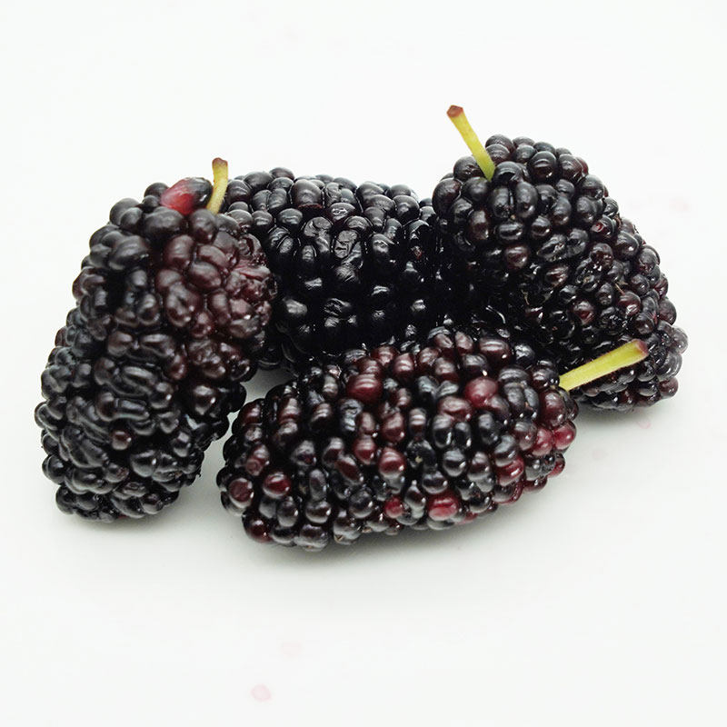 桑葚树苗果桑苗无籽大十桑葚苗嫁接台湾长果四季占地果苗果树盆栽 - 图3