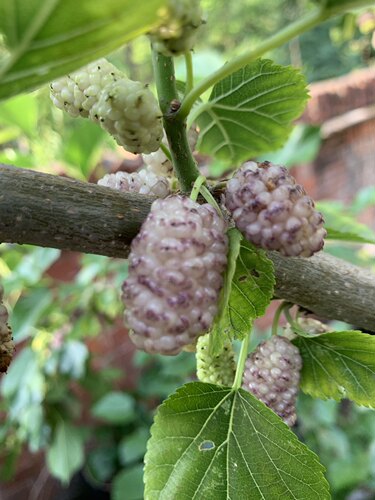 韩国白珍珠果桑树苗 白桑葚苗 阳台盆栽果树 白桑果苗 果桑苗 - 图1