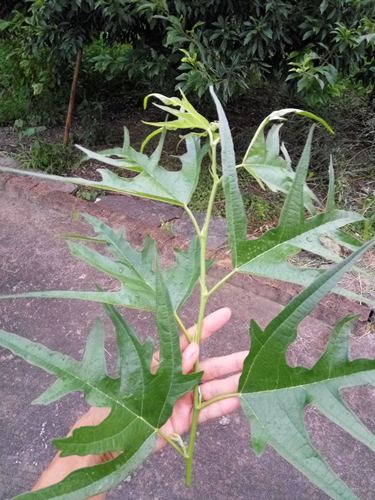鸡甜桑果桑苗鸡脚叶桑葚果树苗桑葚果树品种甜鸡桑凤尾桑燕尾桑苗 - 图0