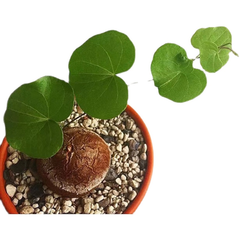 Dioscorea elephantipes龟甲龙植物南非小苗仙人球实生多肉盆栽-图3