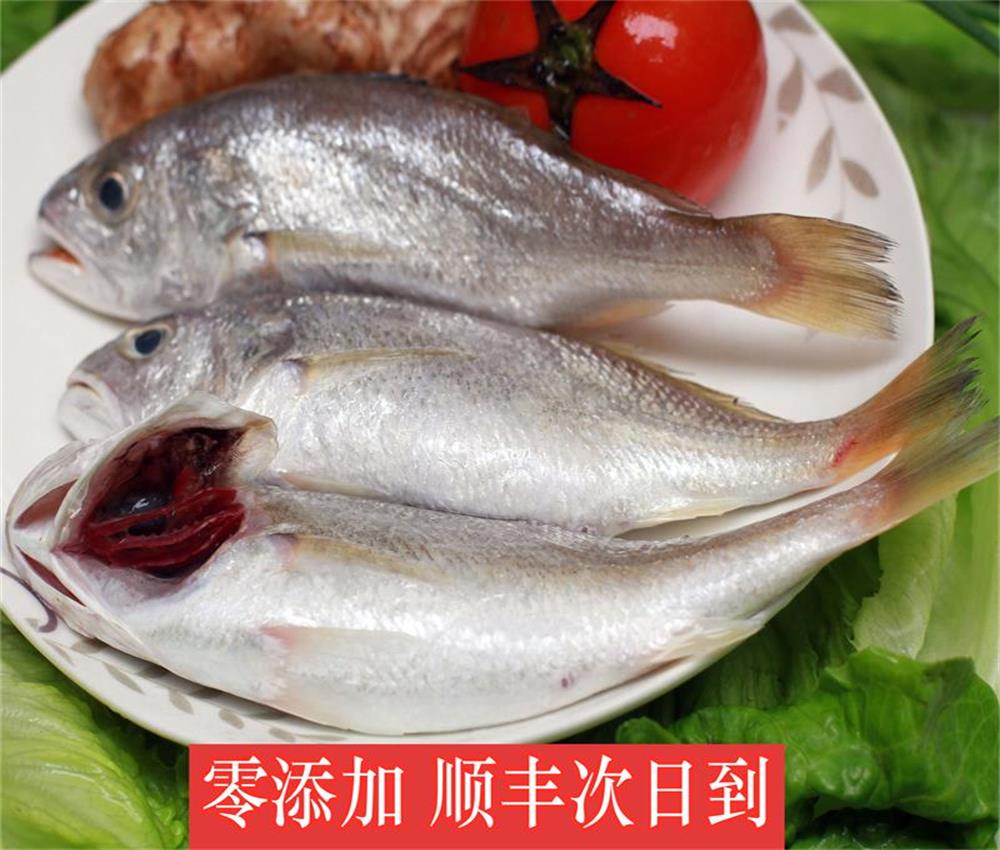 白姑鱼鲜活划鱼划仔鱼海鱼冷冻野生石头鱼小黄鱼话仔鱼500克_虎窝淘