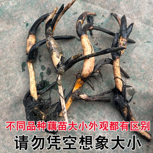 荷花盆栽水养莲藕苗种莲花大型四季观赏睡莲生水培植物碗莲种根苗 - 图2