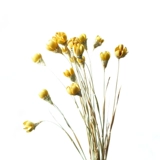 [Lagerstroeemia Flower] Растительное сочетание оригинальной экологической мебели на дому сухие цветы счастливые фрукты цветочные стрельба для опоры комбинация сухие цветы