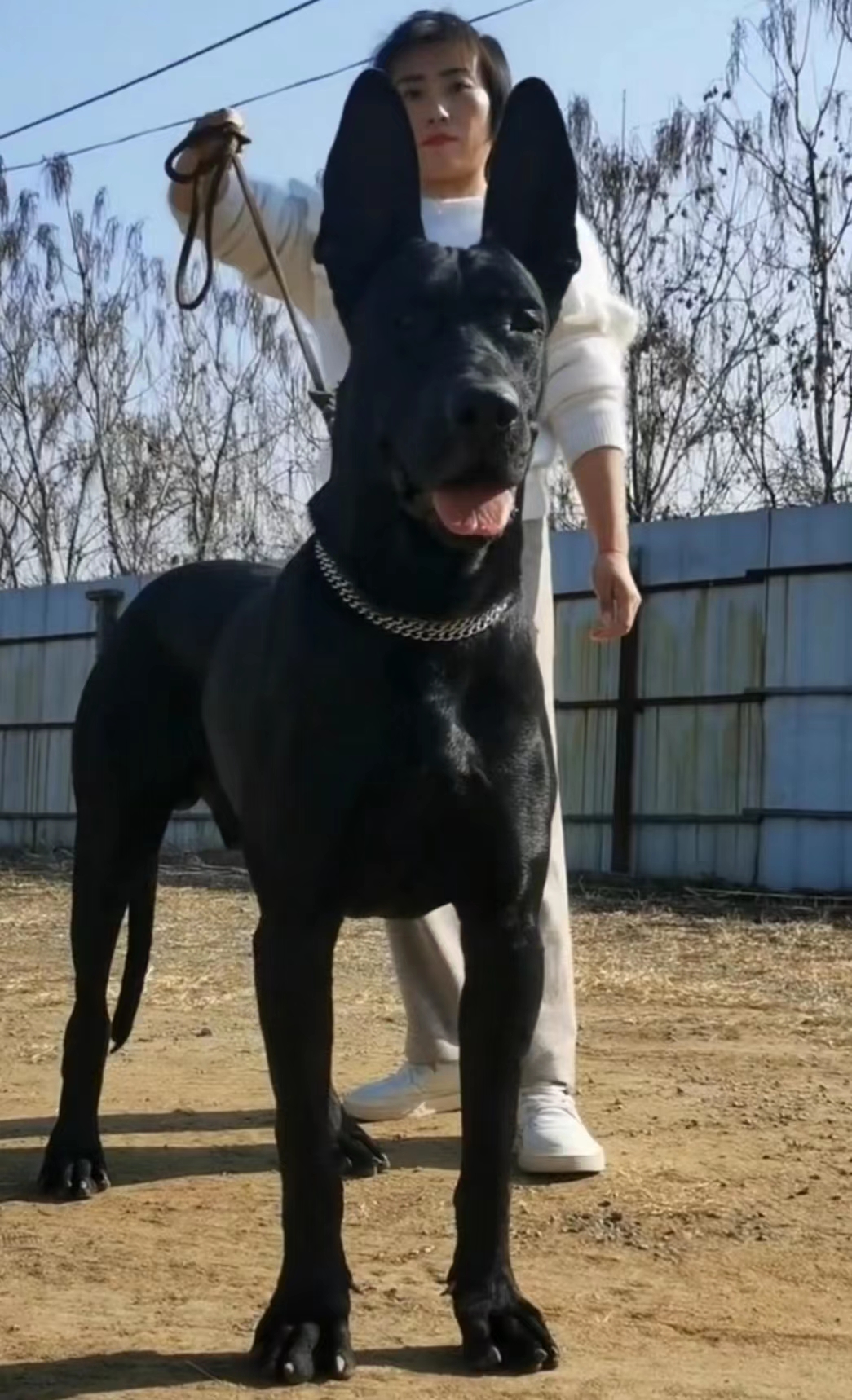 黑狼犬幼犬纯种黑狼幼犬活体墨界黑狼犬中华黑狼犬巨型幼崽护卫犬 - 图0