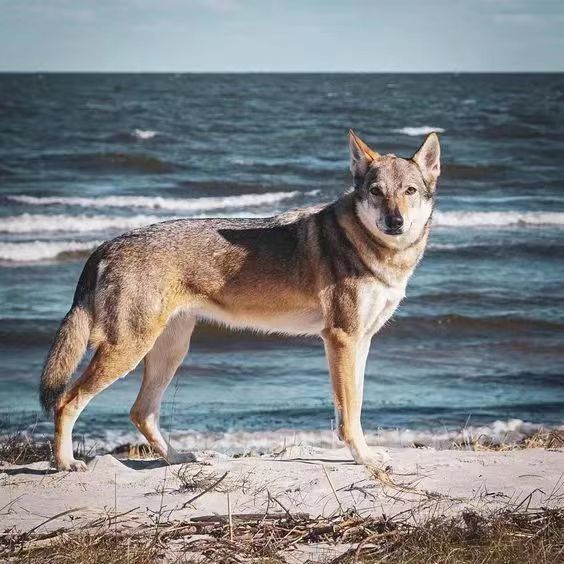 纯种捷克狼犬幼犬活体 进口血统捷克狼犬 捷克狼犬看家聪明护卫犬 - 图0