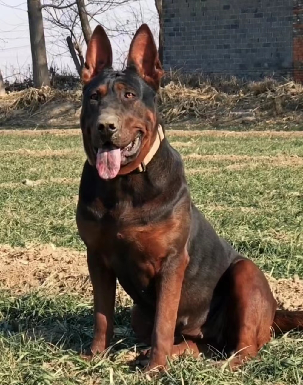纯种莱州红犬出售 莱州红狼犬 莱州红幼犬活体巨型苏联红犬幼犬 - 图0