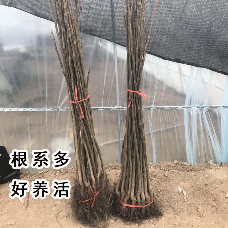 核桃树苗美国碧根果树嫁接苗长寿果当年结果南方北方种植果苗盆栽-图1