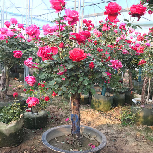 树桩月季棒棒糖特大花庭院阳台盆栽嫁接玫瑰花苗大花浓香树状月季 - 图1