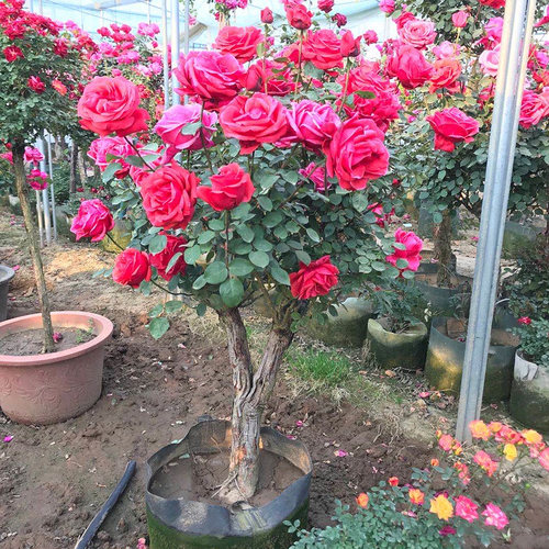 树桩月季棒棒糖特大花庭院阳台盆栽嫁接玫瑰花苗大花浓香树状月季 - 图2