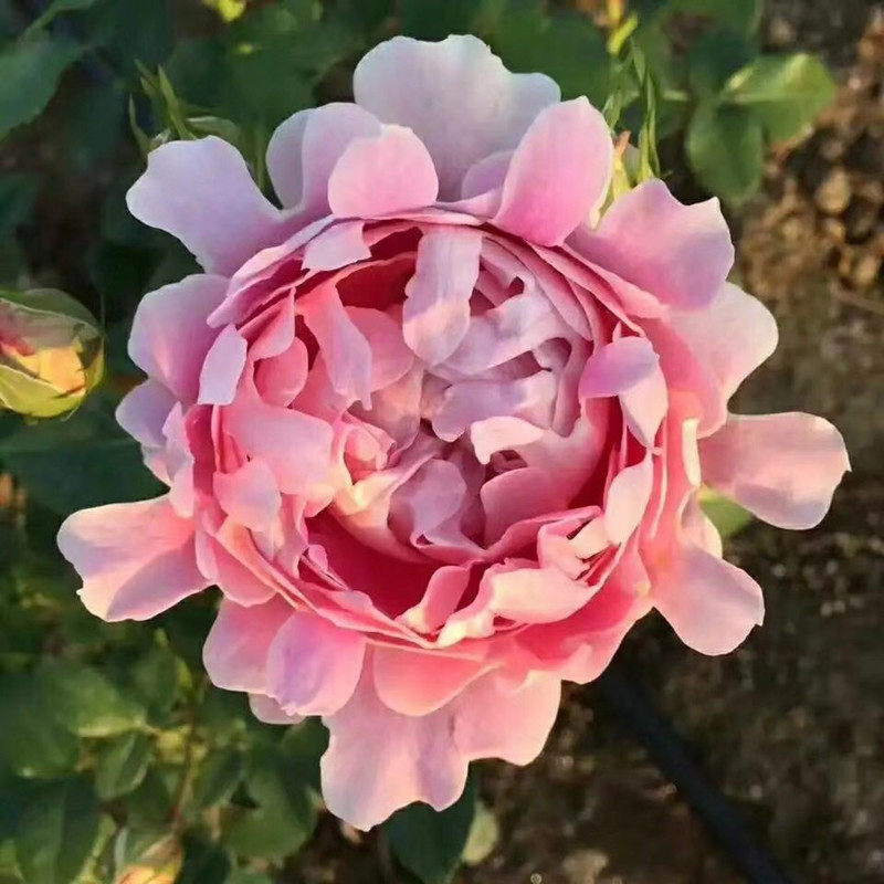 新品菊花型花瓣藤本月季花苗 梦幻褶边 波浪花边浓香大花爬藤