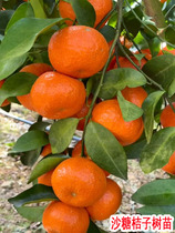 Seedless sand Sugar orange tree saplings Orange with fruit South Northern growing potted plant planted in orange tree fruit tree fruit seedlings