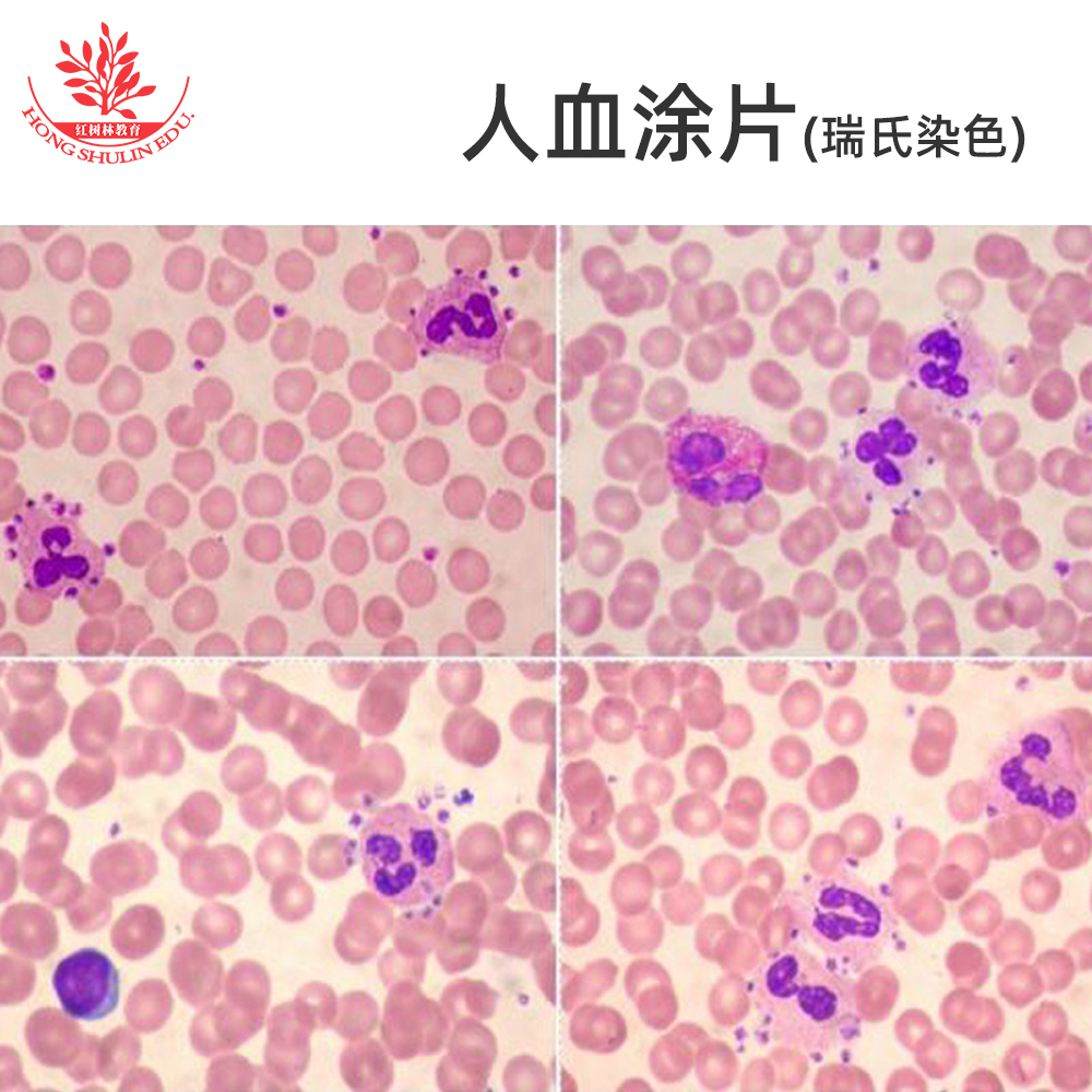 人血涂片红细胞白细胞显像清晰易观察生物显微镜标本切片显微玻片-图2