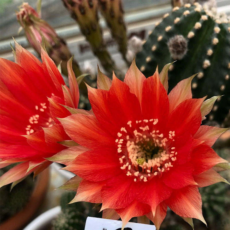 二月晴开花仙人球仙人柱黑金刚开大花彩草群生超大 二月晴开花仙人球仙人柱黑金刚开大花彩草群生超大