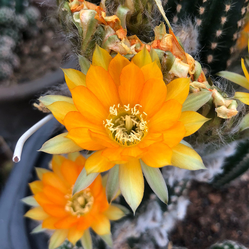 二月晴开花仙人球仙人柱黑金刚开大花彩草群生超大 二月晴开花仙人球仙人柱黑金刚开大花彩草群生超大