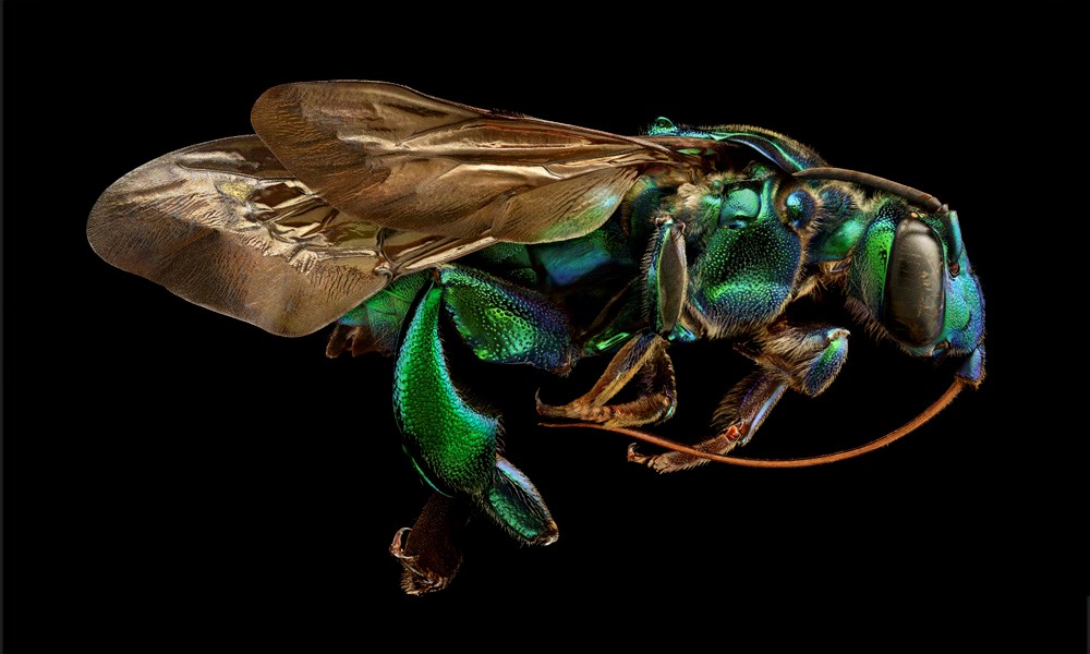 进口英文原版 Microsculpture:Portraits of Insects 艺术 微摄：昆虫肖像 昆虫科普 - 图3