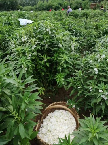 新鲜染指甲花凤仙花桃红指甲草花白色红色凤仙花粉纯植物染发 - 图3
