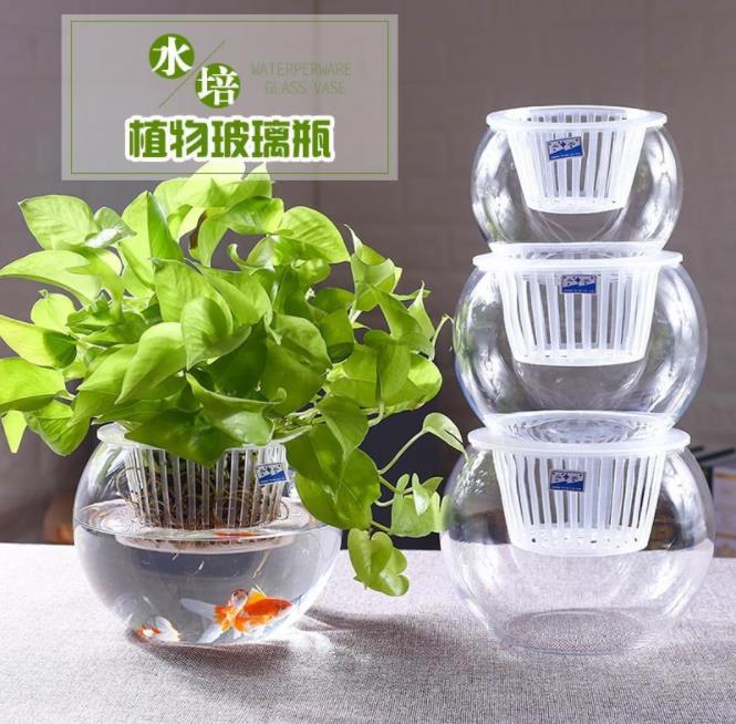 客厅绿萝水培玻璃花瓶水养植物花盆透明大号器皿富贵竹瓶小型鱼缸 - 图1