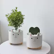 花园植物盆栽花 新人首单立减十元 21年9月 淘宝海外