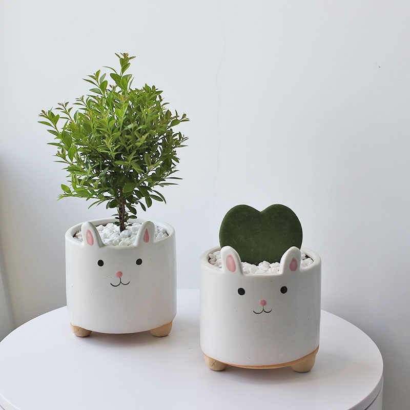 花园植物盆栽花 新人首单立减十元 21年9月 淘宝海外