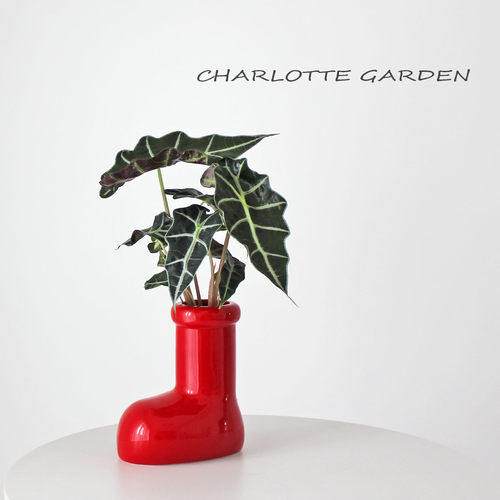 大仙女海芋水培植物桌面绿植盆栽北欧ins风网红绿植室内净化空气 - 图0