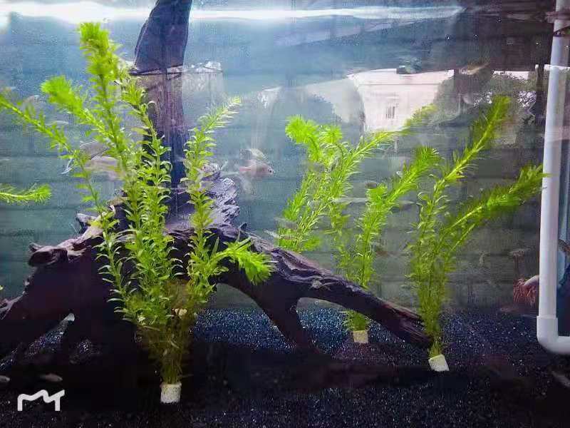 鱼缸水族箱造景后景真水草活体蜈蚣草金鱼草水蕴 鱼缸水族箱造景后景真水草活体蜈蚣草金鱼草水蕴
