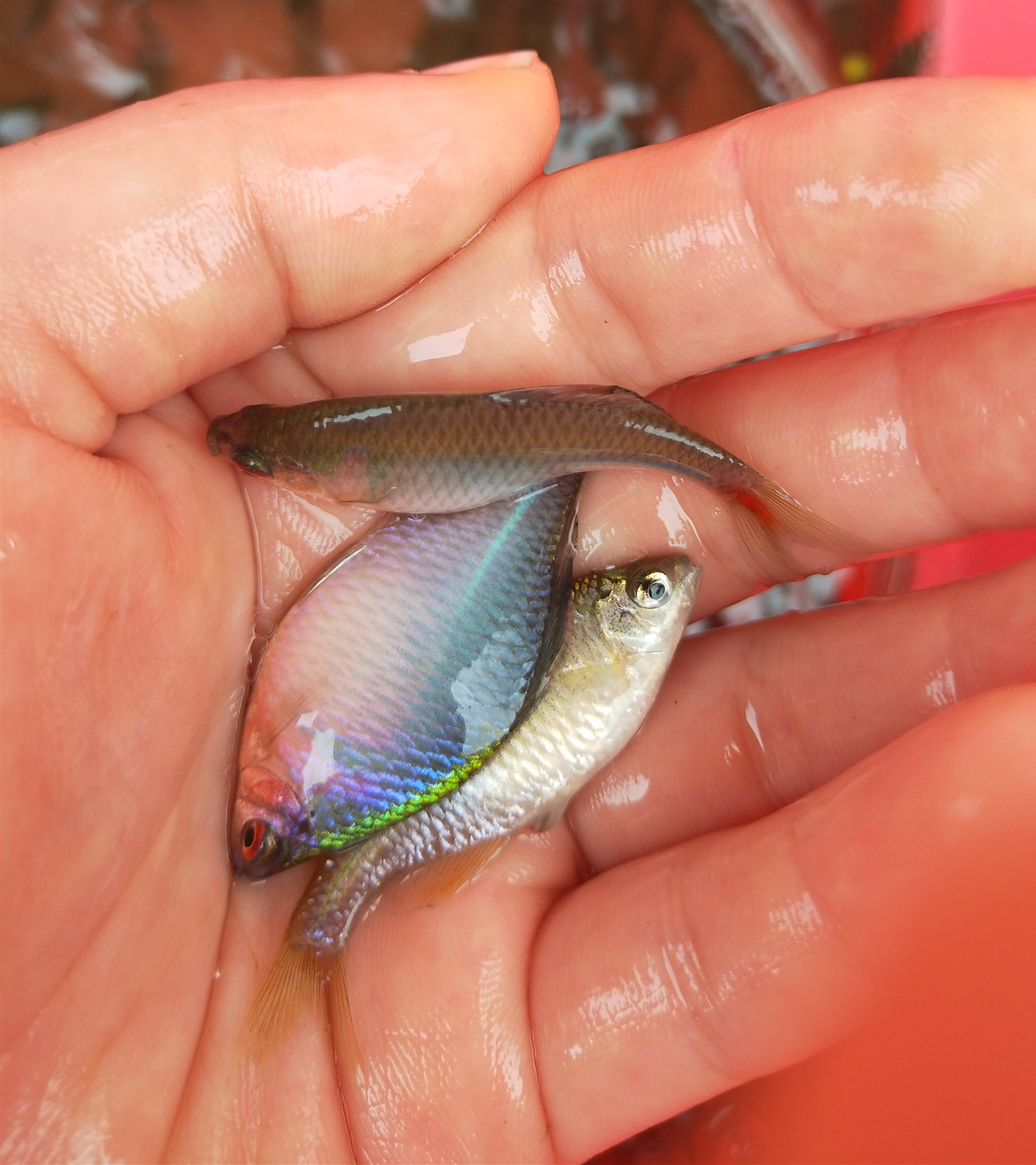 鳑鲏活体野生冷水观赏除藻小型群游原生旁皮淡水高体鳑鲏耐养包邮 - 图3