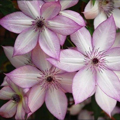 F系四季重瓣铁线莲爬藤植物花苗带花庭院花卉盆栽地栽观花植物 - 图3