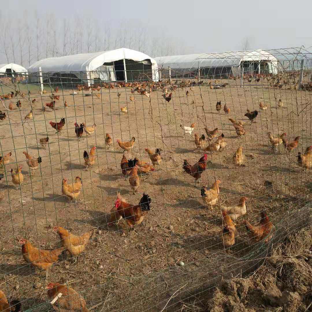 【50枚】受精蛋土鸡柴鸡种蛋散养可孵化受精鸡蛋农家蛋30枚宠物鸡,淘宝优惠券,粉丝福利购,淘宝优惠卷