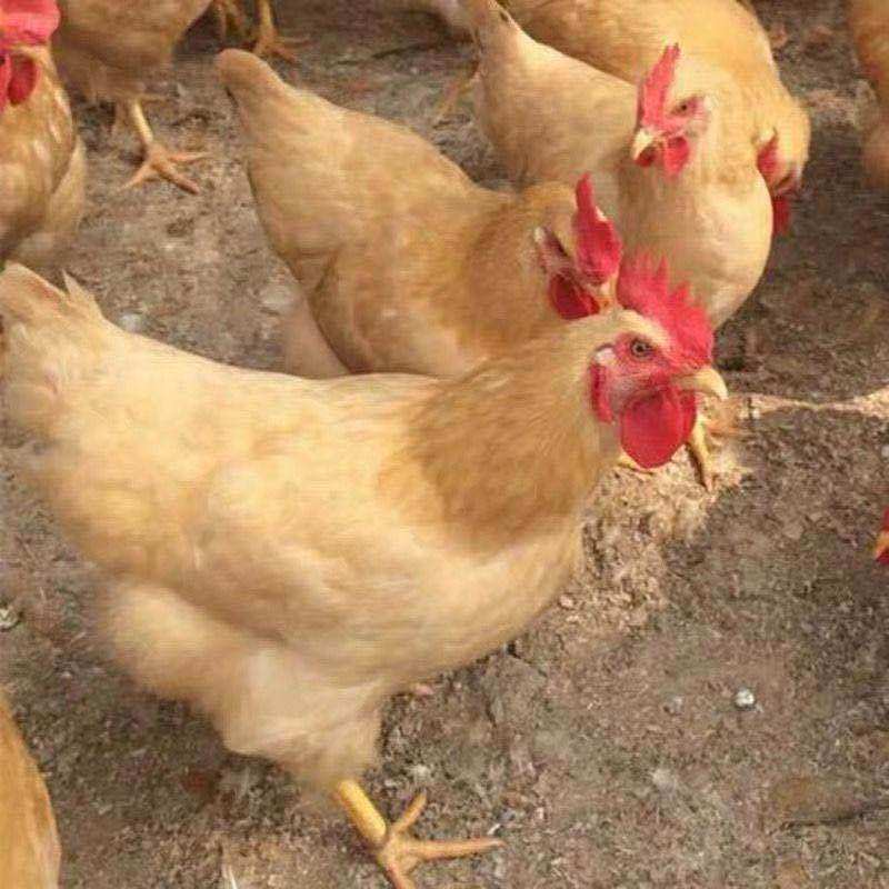 【50枚】种蛋受精蛋 可孵化纯种种蛋土鸡种蛋30枚受 三黄鸡宠物鸡,淘宝优惠券,粉丝福利购,淘宝优惠卷