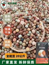 The Mighty Dragon Dove Grain Omnipotent Bean Energy Mix with Chick Pigeon Racing Pigeon Racing Pigeon Brace Pap High Protein Jiang Zhejiang Shanghai 40 Jin