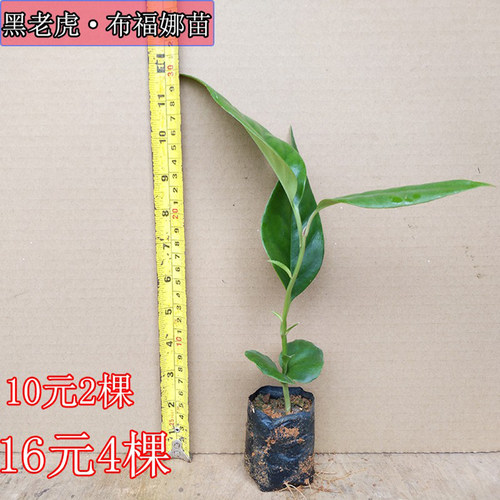黑老虎果苗 五味子 布福娜大血藤酒饭团爬藤树苗抗霜冻南北方种植 - 图1