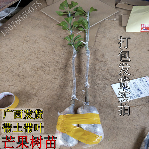 芒果树苗桂七芒金煌芒红贵妃澳芒台农芒四季蜜芒嫁接苗带土带叶发 - 图1
