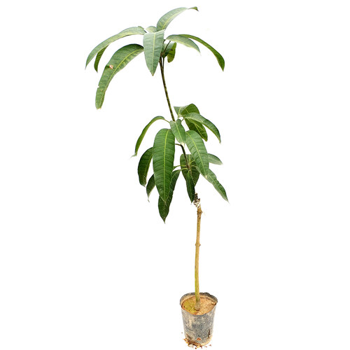芒果树苗桂七芒金煌芒红贵妃澳芒台农芒四季蜜芒嫁接苗带土带叶发 - 图3