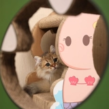 Доска для кошачьего кошачьего кошачьего кошачья доска.