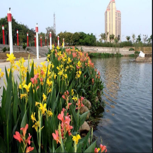 美人蕉盆栽地种庭院绿化四季矮化品种观花植物四季花卉原土发包邮 - 图1
