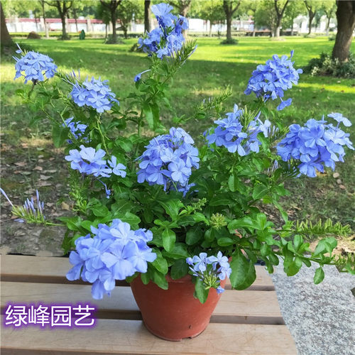 超凡蓝雪花盆栽白雪花红雪花带花苞阳台庭院爬藤大苗四季花卉包邮 - 图2