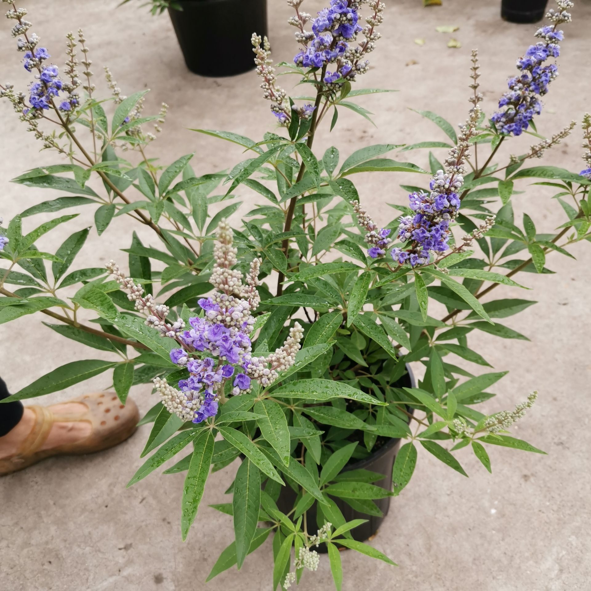 穗花牡荆盆栽树状薰衣草花苗耐热耐寒室外阳台庭院植物花好养包邮 - 图1