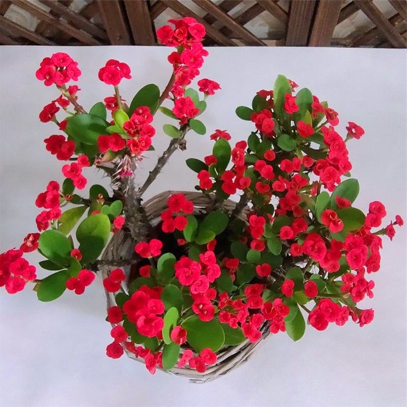 虎刺梅盆栽铁海棠花苗绿植带花室内外阳台花园四季开懒人植物包邮,淘宝优惠券,粉丝福利购,淘宝优惠卷